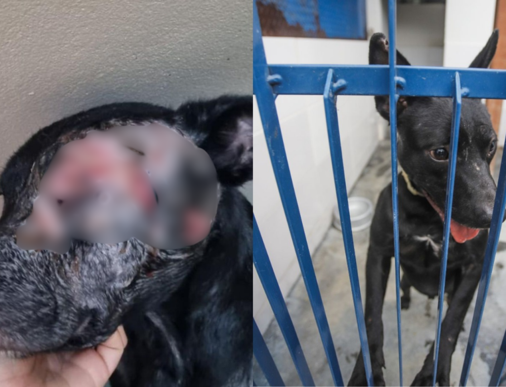 Florianópolis faz feira para adoção de cães com leishmaniose