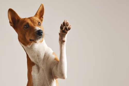 MPSC cobra medidas contra Prefeitura de Tubarão por proteção animal
