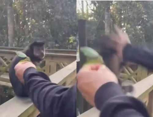 Macaco-prego é agredido por visitante em parque ecológico de SC