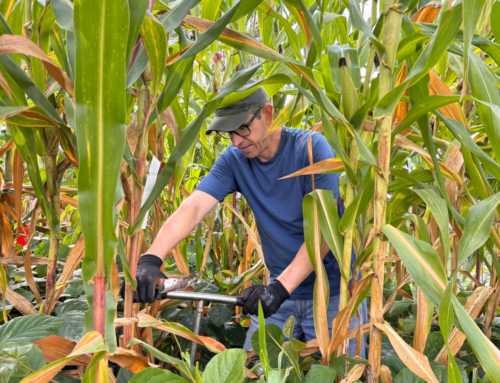 Pesquisa da UFSC usa IA para transformar dados da agricultura