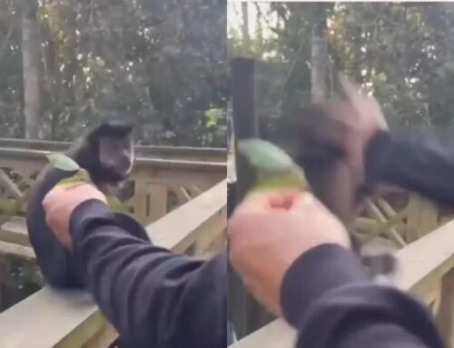 Polícia identifica jovens envolvidos em agressão a macaco em SC