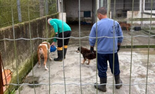Projeto em Tubarão une ressocialização de detentos e cuidado com cães
