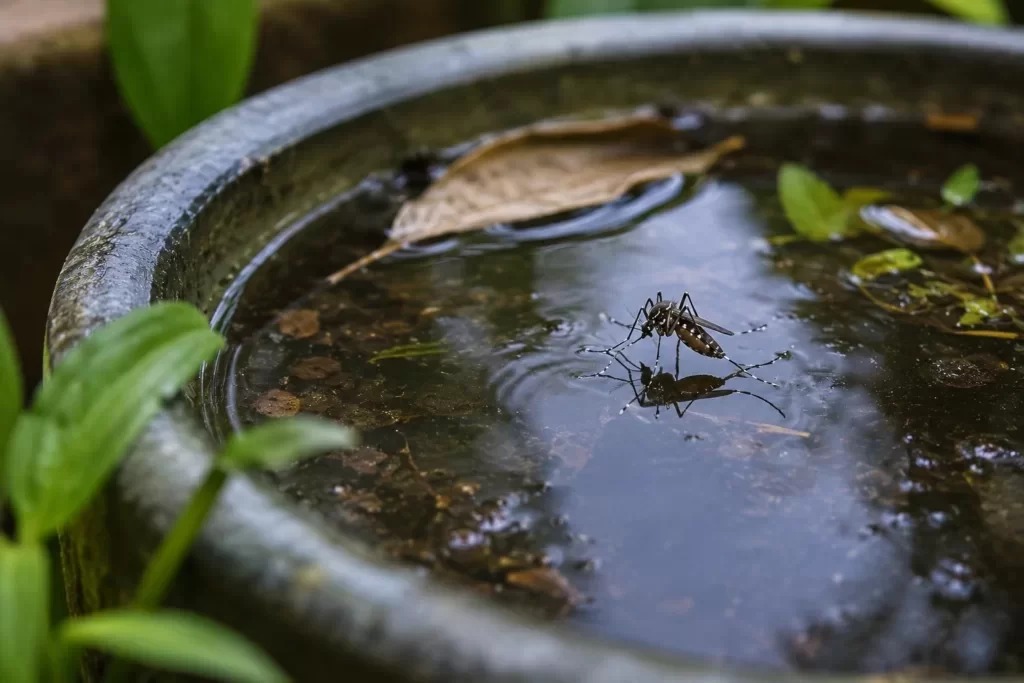 Sombrio amplia combate ao Aedes aegypti com nova estratégia