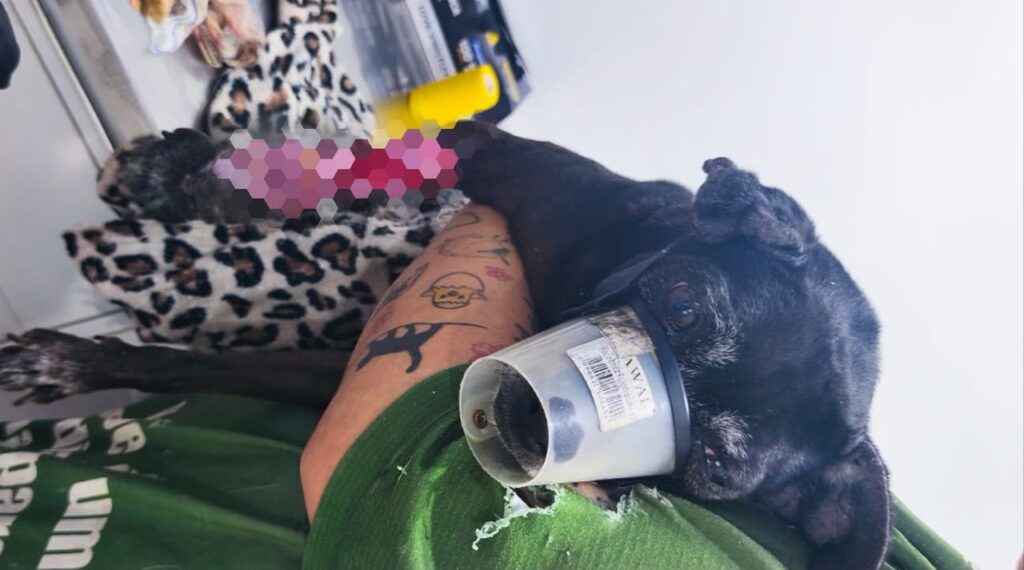 Cão ferido é resgatado após suspeita de maus-tratos em BC