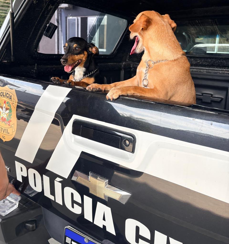 Casos de maus-tratos de cães com enforcamento em elevador resultam em prisões em Blumenau
