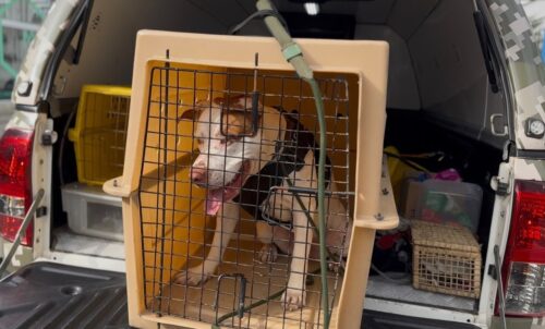 Homem é preso após flagrante de agressão contra cachorro em BC
