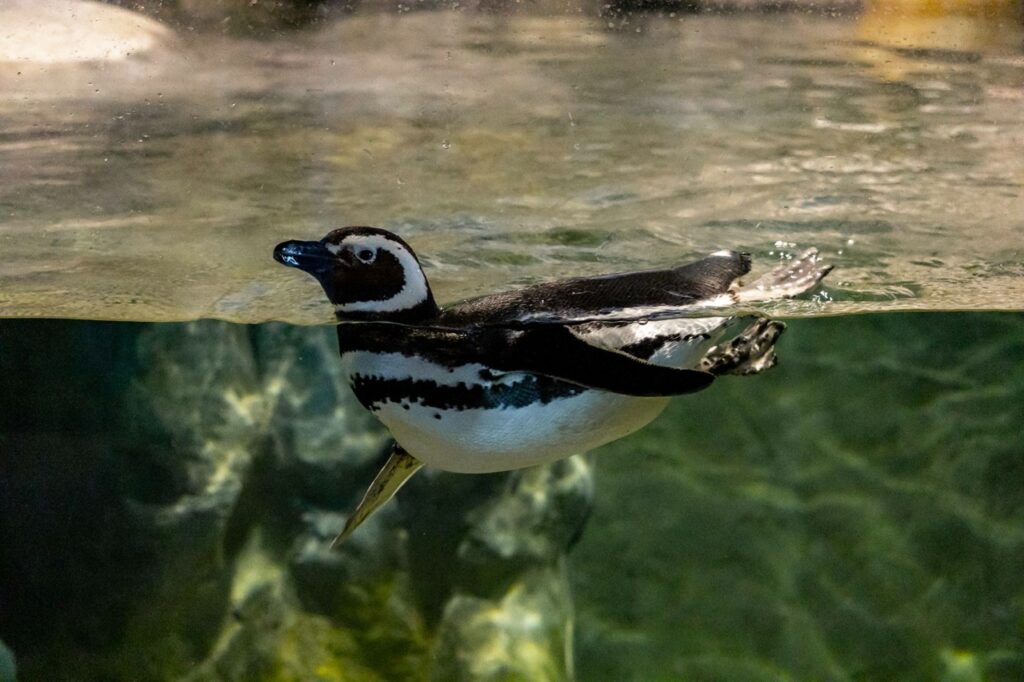 Presença de pinguins-de-magalhães chamam atenção em praias de Santa Catarina