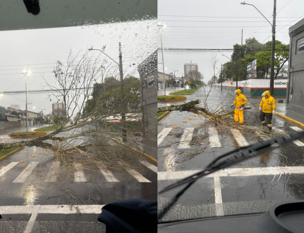 Árvore cai com força do vento e bloqueia avenida em Araranguá - Foto: Divulgação/CBMSC
