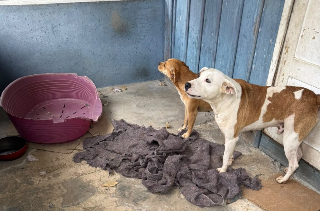 Cachorros são encontrados abandonados e mulher é presa em Blumenau - Foto: Divulgação/Semmas