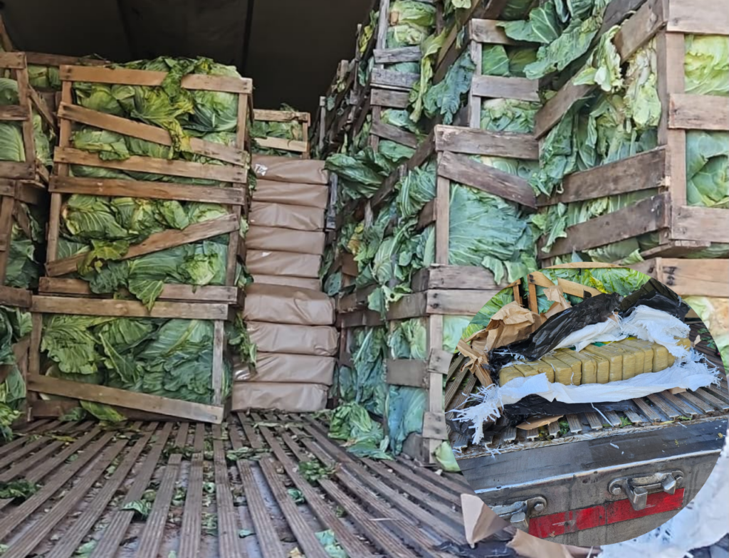 Carga de repolhos escondia mais de 2 toneladas de maconha em SC - Foto: Divulgação/PRF