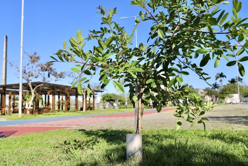 Criciúma vai plantar 400 árvores em ação no Dia da Árvore - Foto: Divulgação/Prefeitura de Criciúma