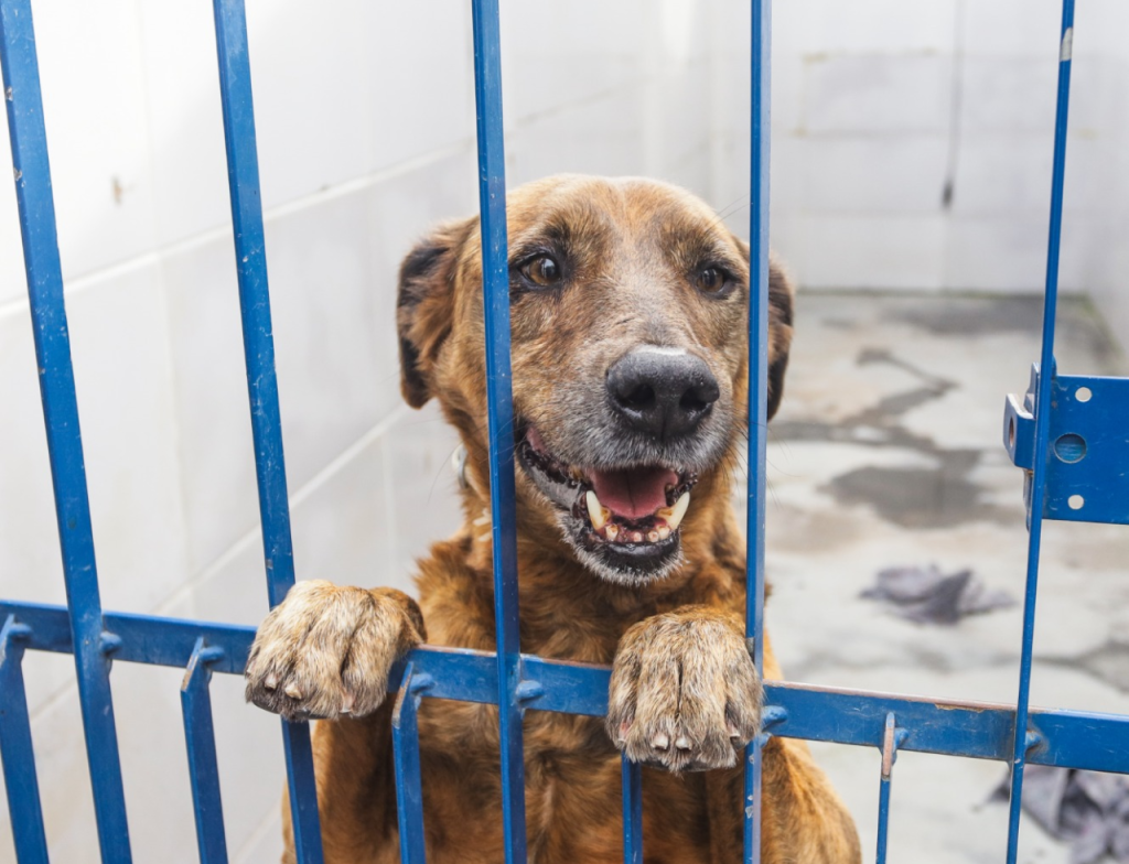 Florianópolis promove adoção de cães com leishmaniose neste sábado - Foto: Divulgação/PMF