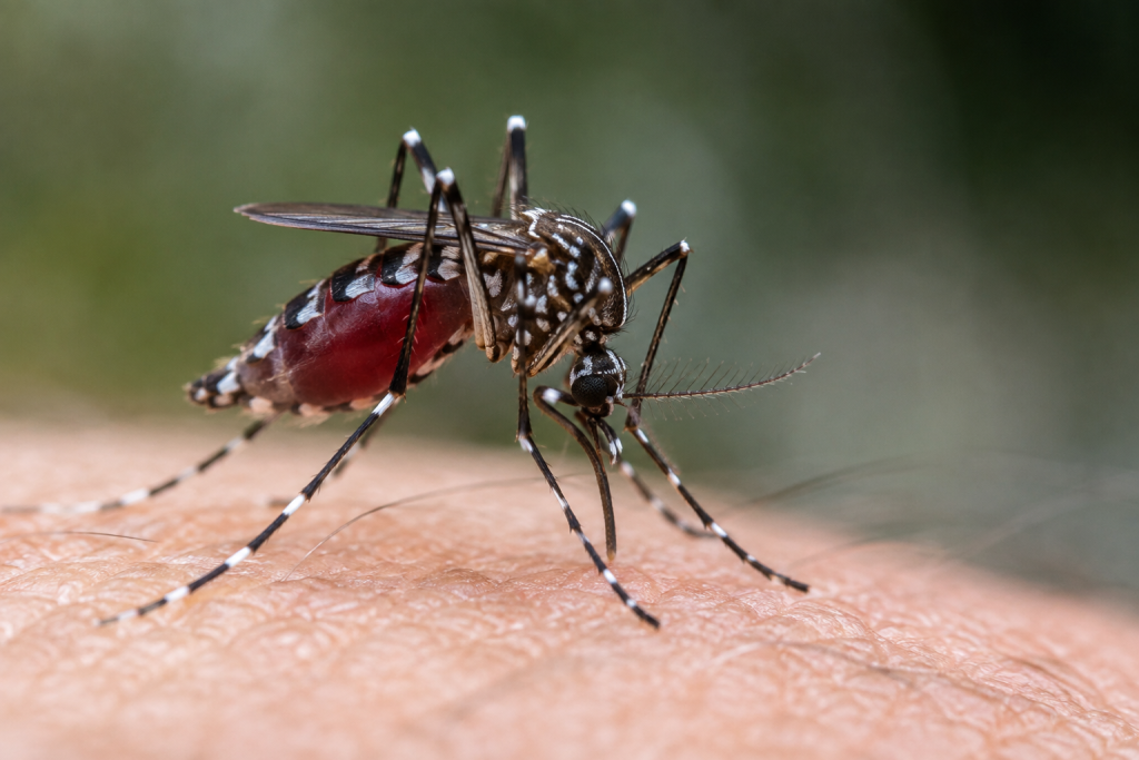 Tubarão acende alerta para dengue após salto nos focos do mosquito - Imagem: Ilustrativa/Gerada por IA