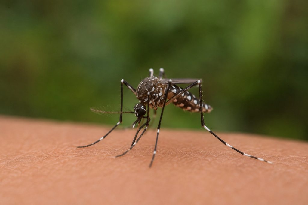Tubarão chega a 684 focos de Aedes aegypti; veja onde estão - Imagem: Ilustrativa/Gerada por IA