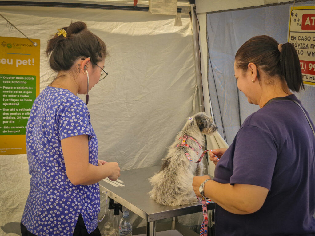 Ações de castração gratuita de cães e gatos disponibilizam 420 vagas na próxima semana em Navegantes. - Foto: Divulgação