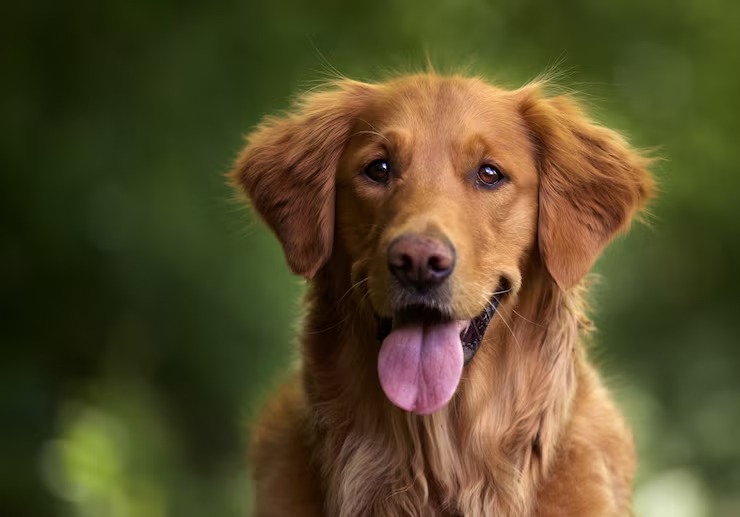 Cachorro abanando o rabo nem sempre está feliz; veja como entender os sinais Image: Magnific/Banco Gratuito