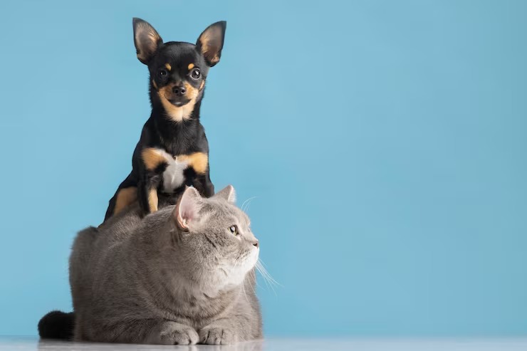 Crianças e pets: veja 5 cuidados essenciais para uma convivência segura - Imagem: Magnific/Banco Gratuito