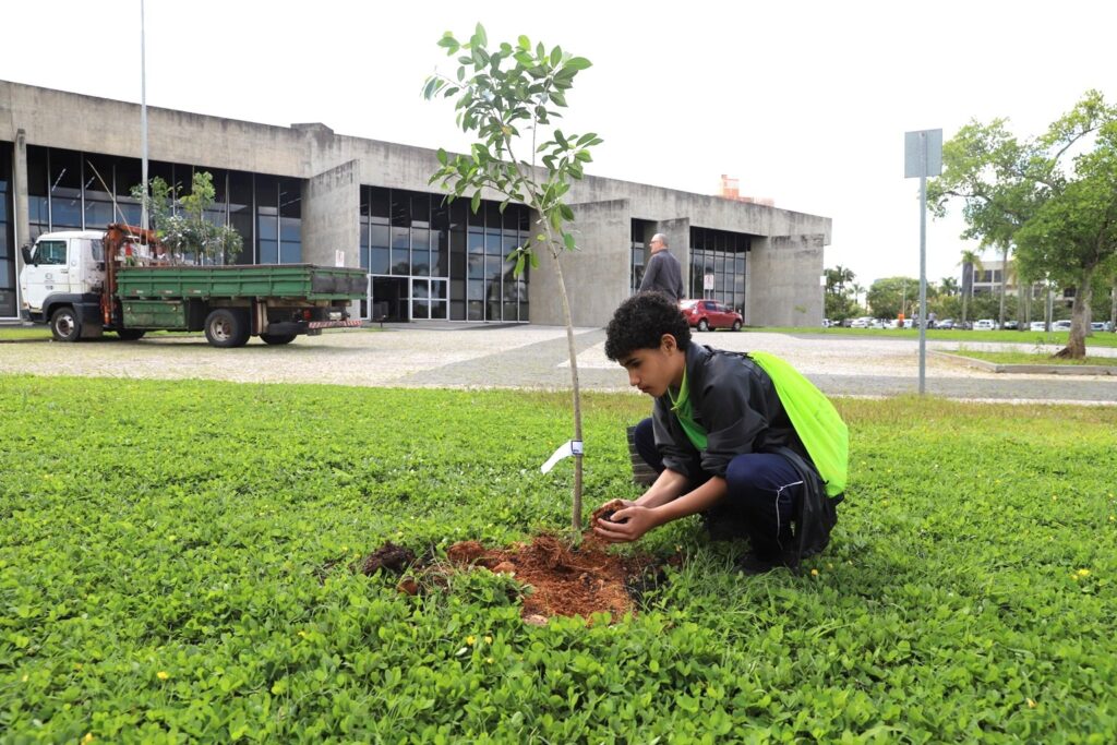 Criciúma planta 400 árvores em apenas um minuto; entenda a ação - Foto: Divulgação/Prefeitura de Criciúma