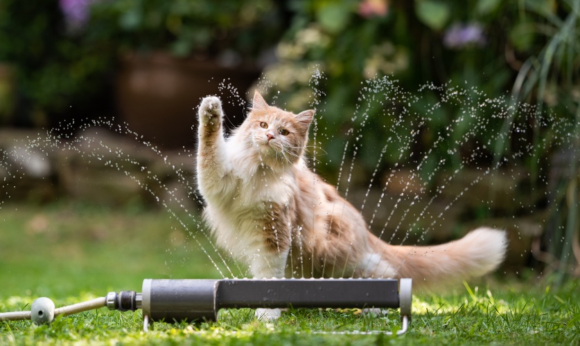 Chegada do calor exige cuidados com pets para evitar desidratação e queimaduras. - Foto: Divulgação