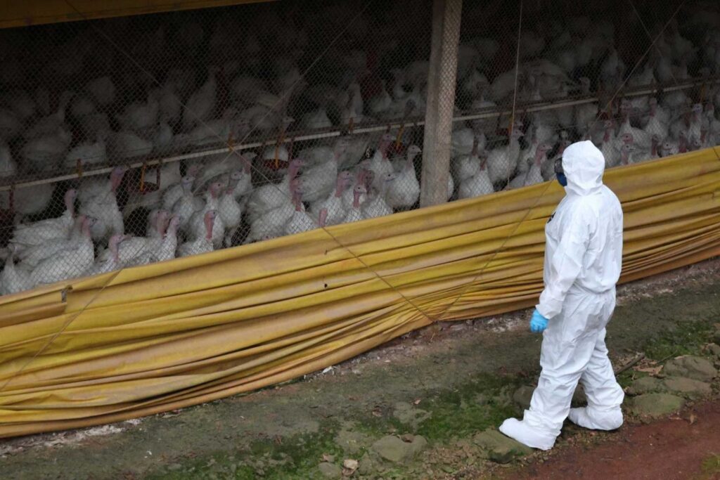 Doença de Newcastle em SC: 1,6 mil propriedades entram no radar da Cidasc - Foto: Foto: Kelly Magri