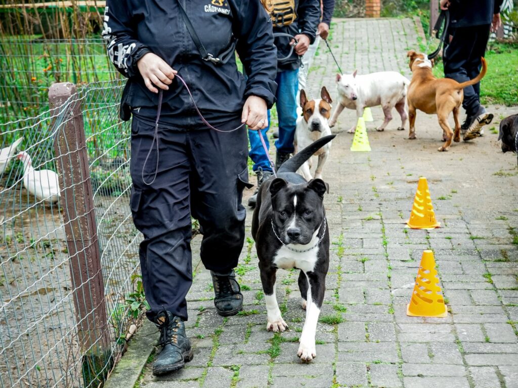 Florianópolis terá feira de adoção com 17 cães em treinamento - Foto: Divulgação/PMF