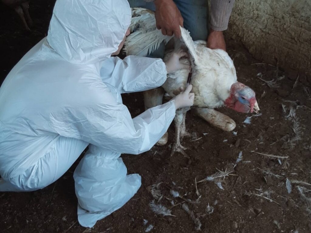 Newcastle em SC: 1,6 mil propriedades entram em vigilância sanitária - Foto: Divulgação / Cidasc