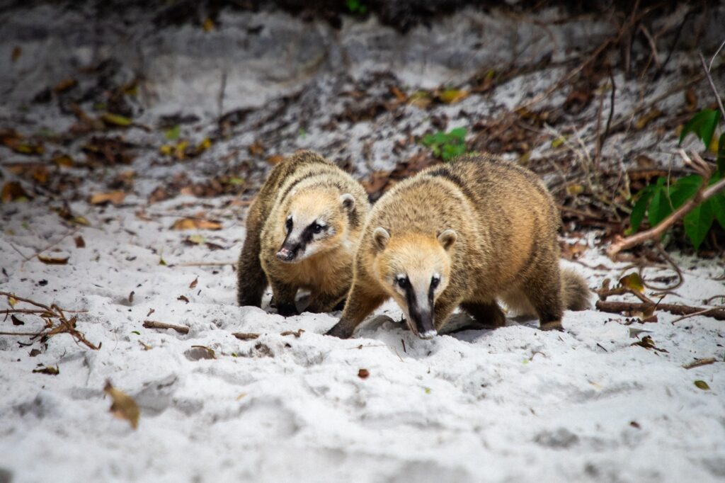 Por que quatis estão passando por vasectomia na Ilha do Campeche? - Foto: Allan Carvalho/PMF