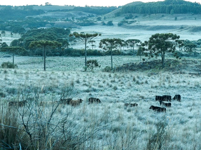 Sistema da Epagri já evitou R$ 84,7 milhões em prejuízos com geadas em SC - Foto: Divulgação/Epagri