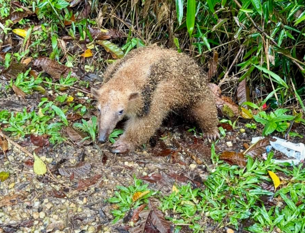 Tamanduá-mirim é resgatado e devolvido à natureza em Itajaí - Foto: Divulgação/Prefeitura de Itajaí