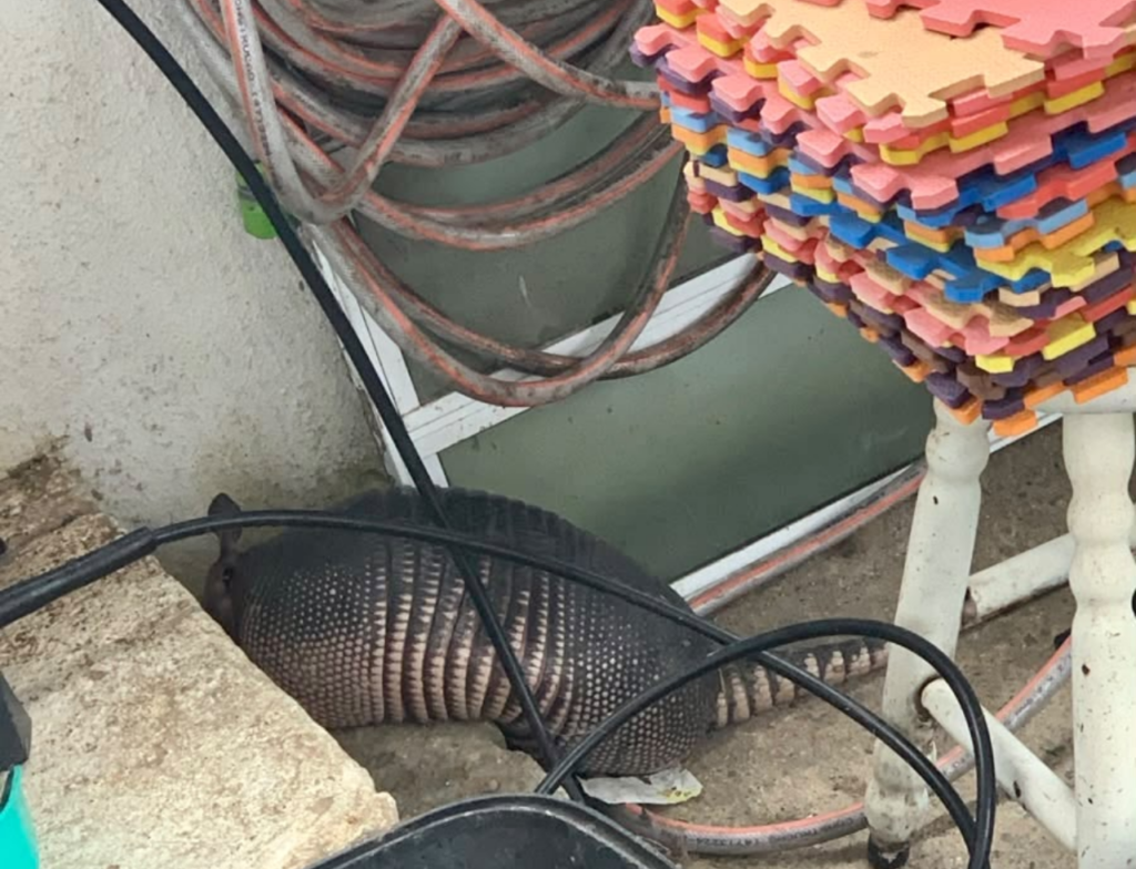 Tatu é resgatado no pátio de uma casa em Itajaí; saiba o que aconteceu - Foto: Divulgação/Prefeitura de Itajaí
