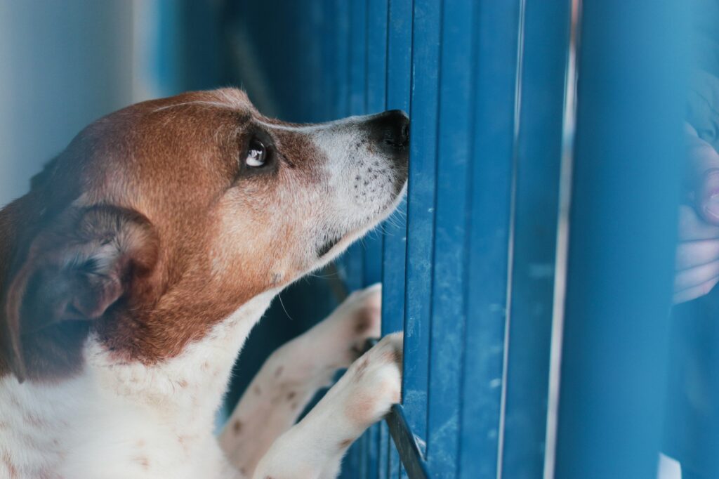 Cuidados com pets integram preparação para enfrentamento do El Niño em Joinville. - Foto: Divulgação