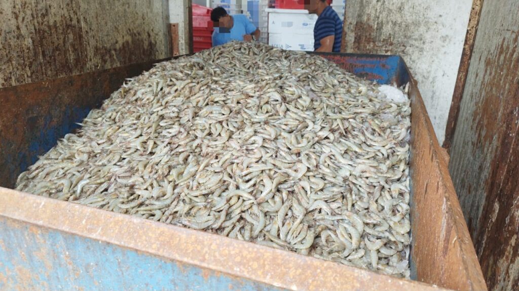 Operação descarta 13 toneladas de pescados impróprios para consumo em Navegantes e Barra Velha. - Foto: Divulgação/MPSC