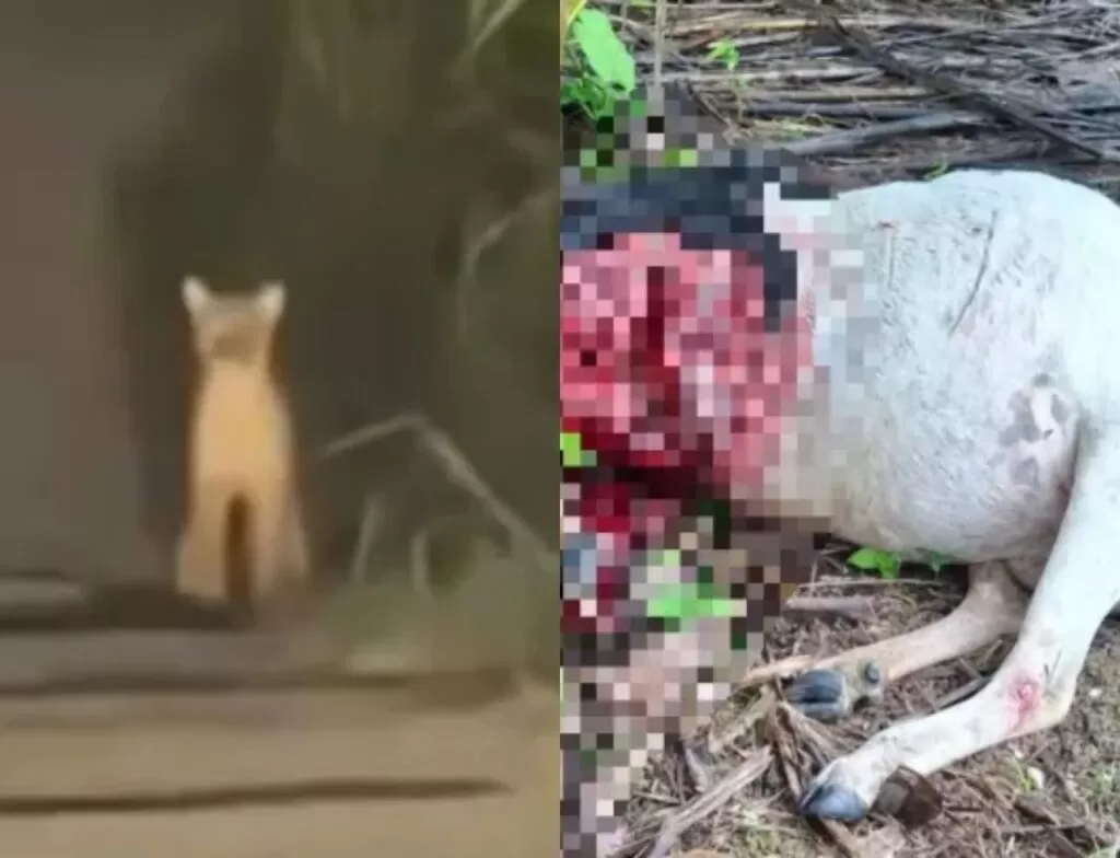 Puma Preocupa Moradores De Sao Joao Do Itaperiu02