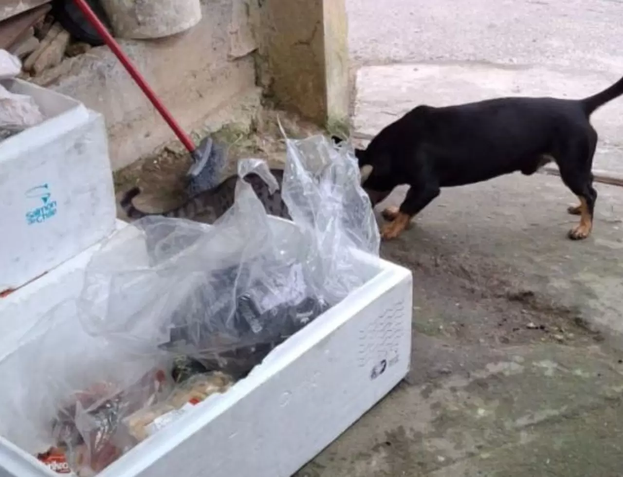 Vigilancia Apreende 50 Kg De Carne Em Camboriu2