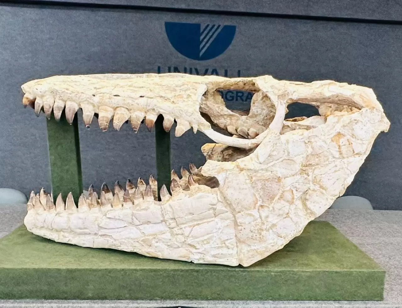 Mosassauro Tita 01