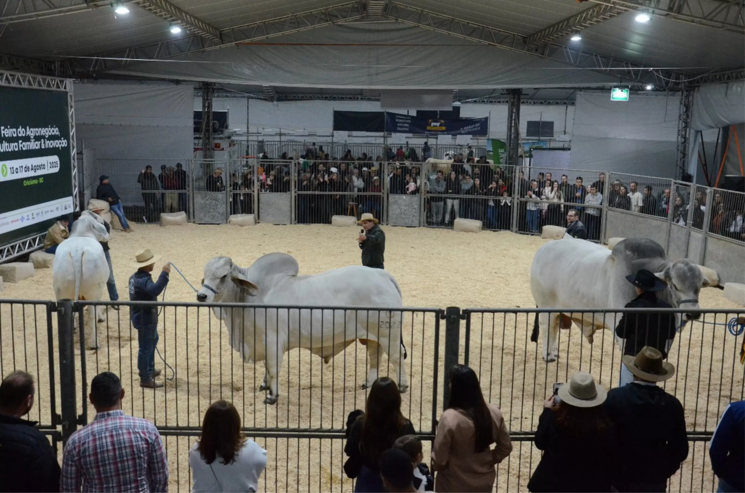 Qualidade Do Gado Catarinense Impressiona Na AgroPonte Scaled