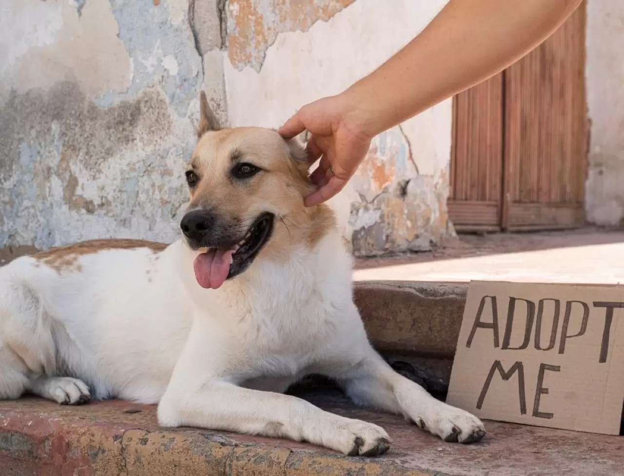 close-up-mao-acariciando-cachorro-sorridente